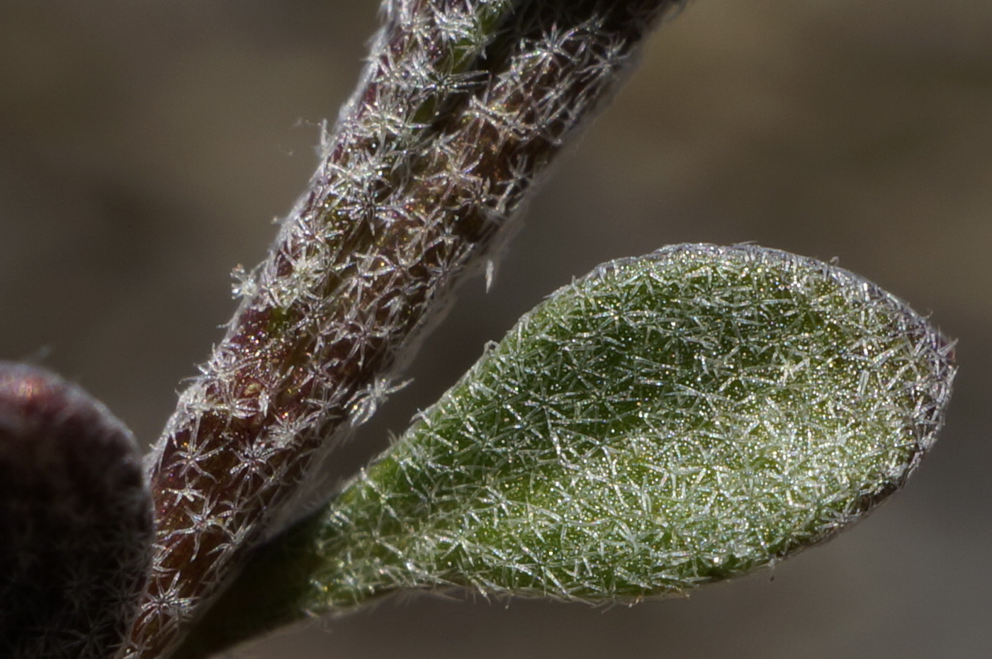 Image of Alyssum smyrnaeum specimen.