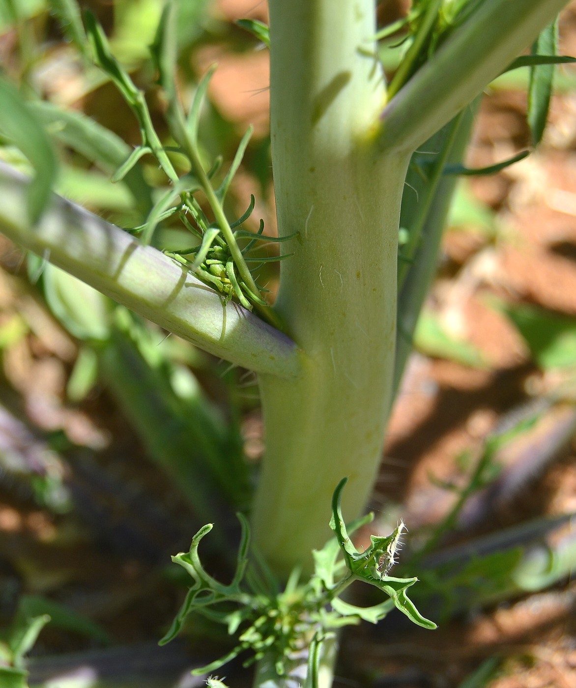 Image of Sisymbrium altissimum specimen.