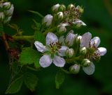 Rubus allegheniensis. Цветки и бутоны. Раменский р-н, окр. дер. Хрипань, садовый участок. 19.06.2017.