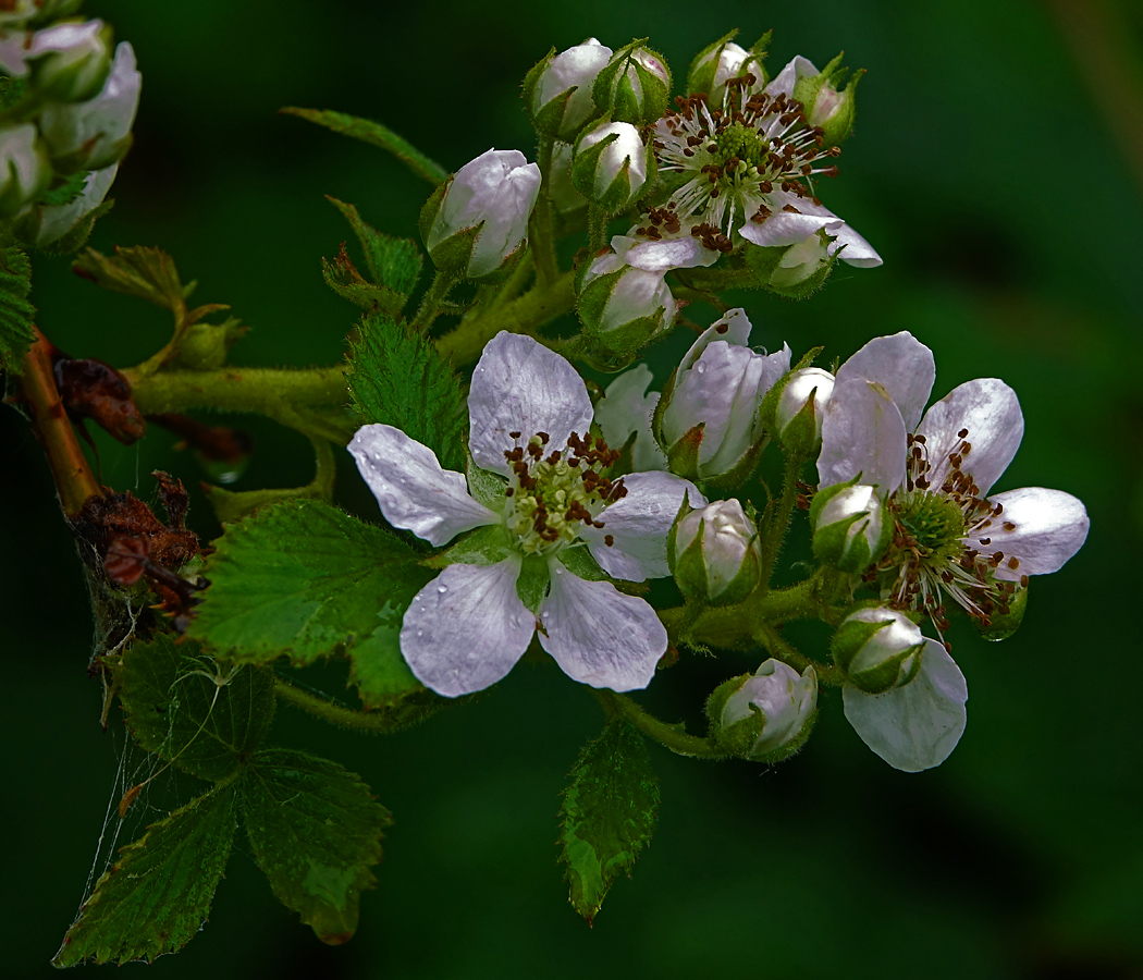 Image of Rubus allegheniensis specimen.