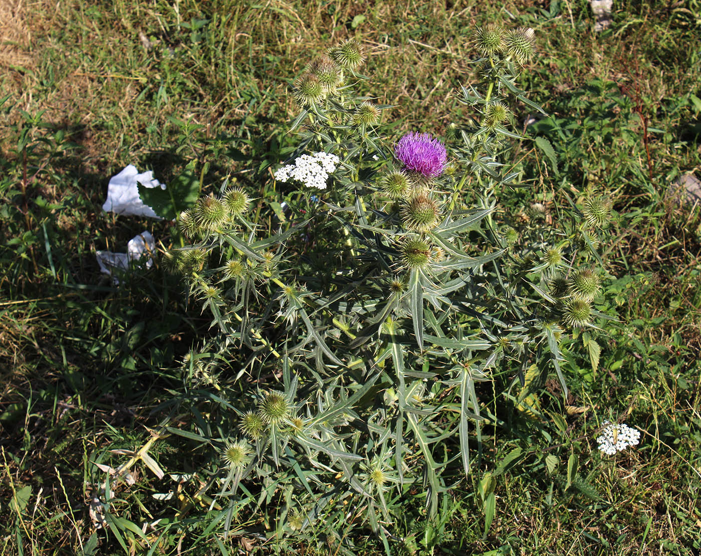 Изображение особи Cirsium ciliatum.