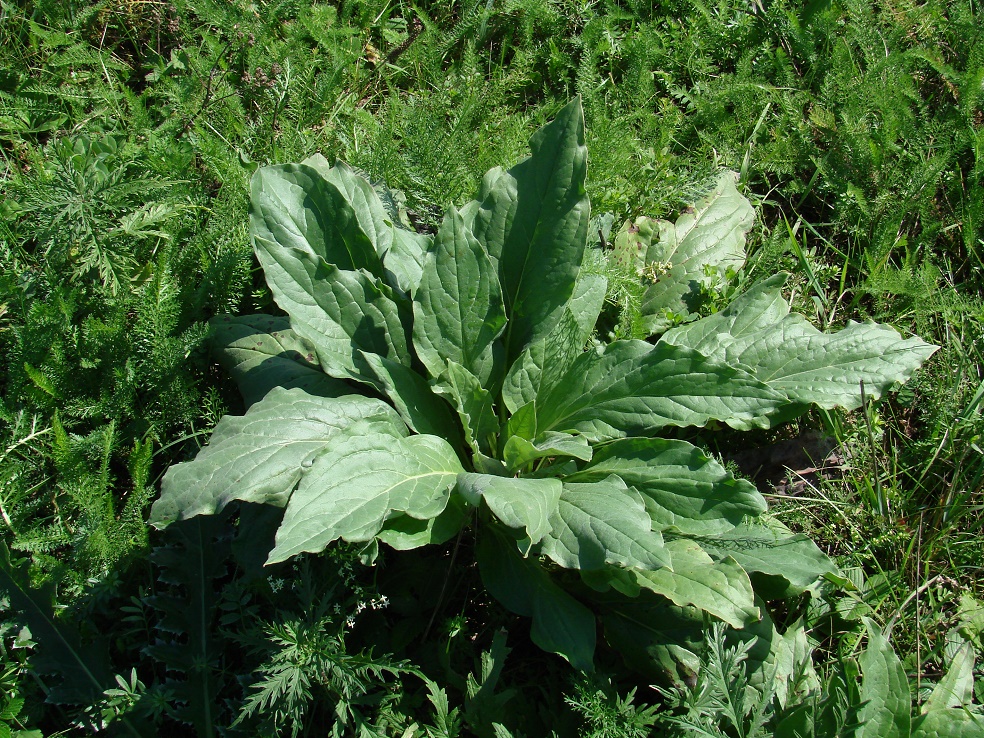 Image of Cynoglossum officinale specimen.