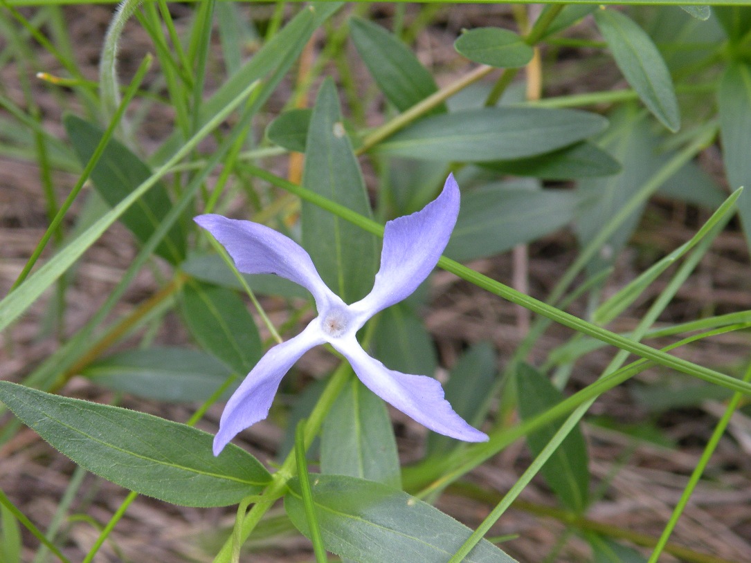 Image of Vinca herbacea specimen.