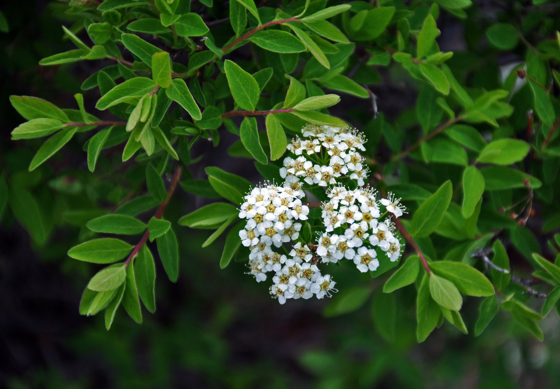 Изображение особи Spiraea flexuosa.