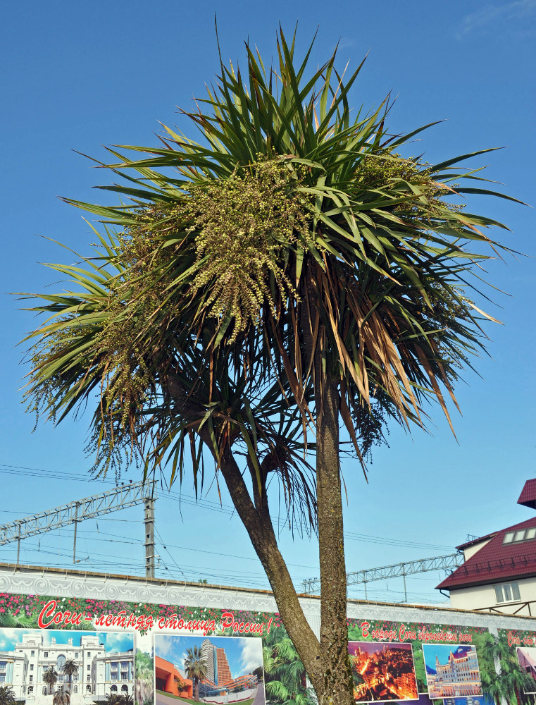 Image of Cordyline australis specimen.