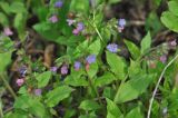 Pulmonaria obscura. Верхушки цветущих растений. Калужская обл., Боровский р-н, окр. дер. Чёлохово, край смешанного леса. 07.05.2015.