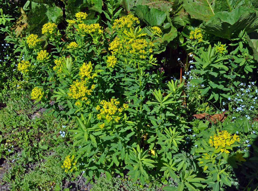 Image of Euphorbia eugeniae specimen.