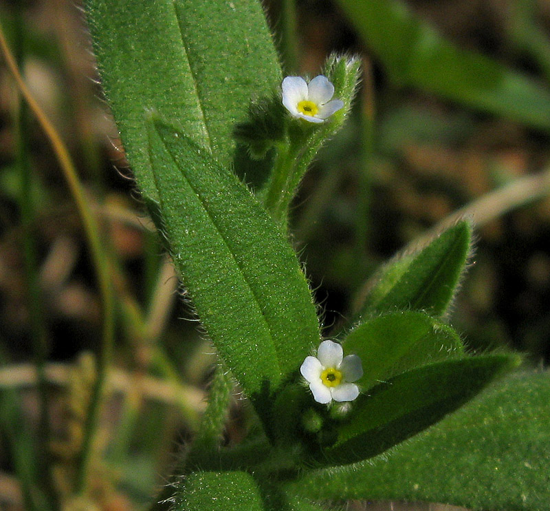 Image of Myosotis sparsiflora specimen.