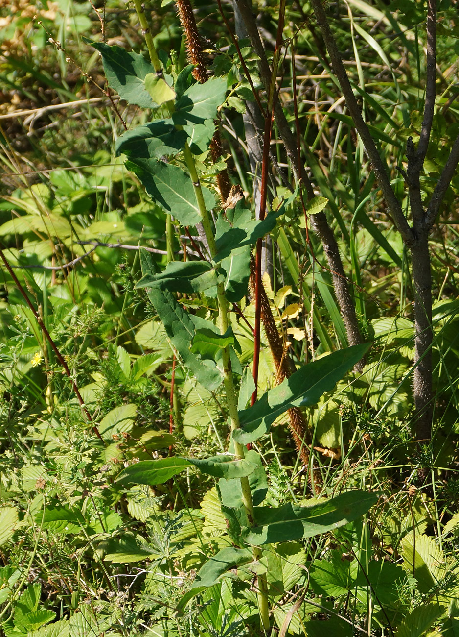 Image of Hieracium robustum specimen.