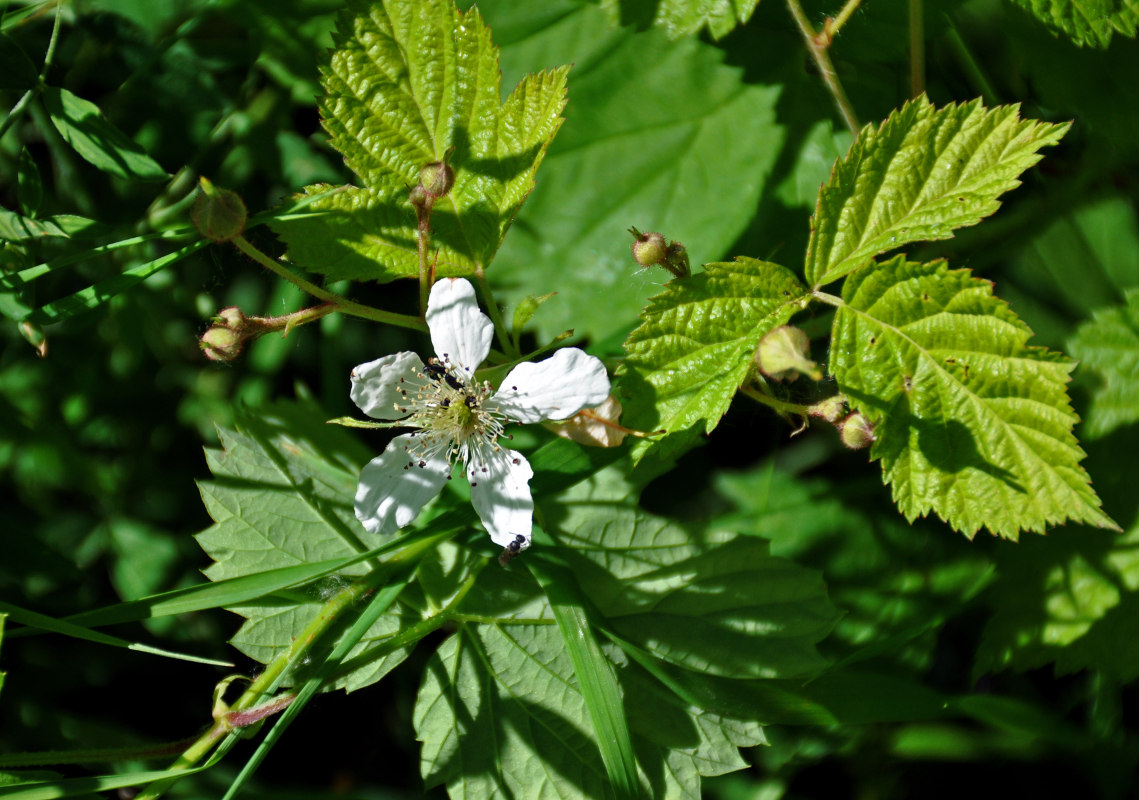 Image of Rubus caesius specimen.