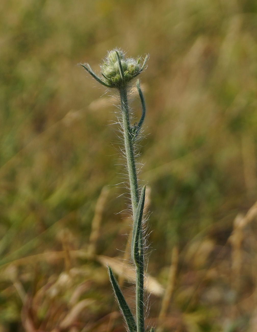 Изображение особи Pilosella procera.