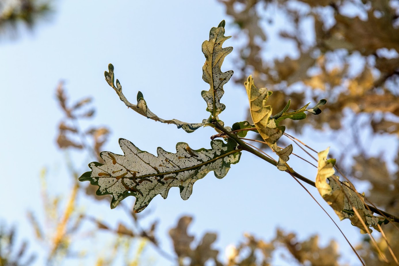 Image of Quercus cerris specimen.