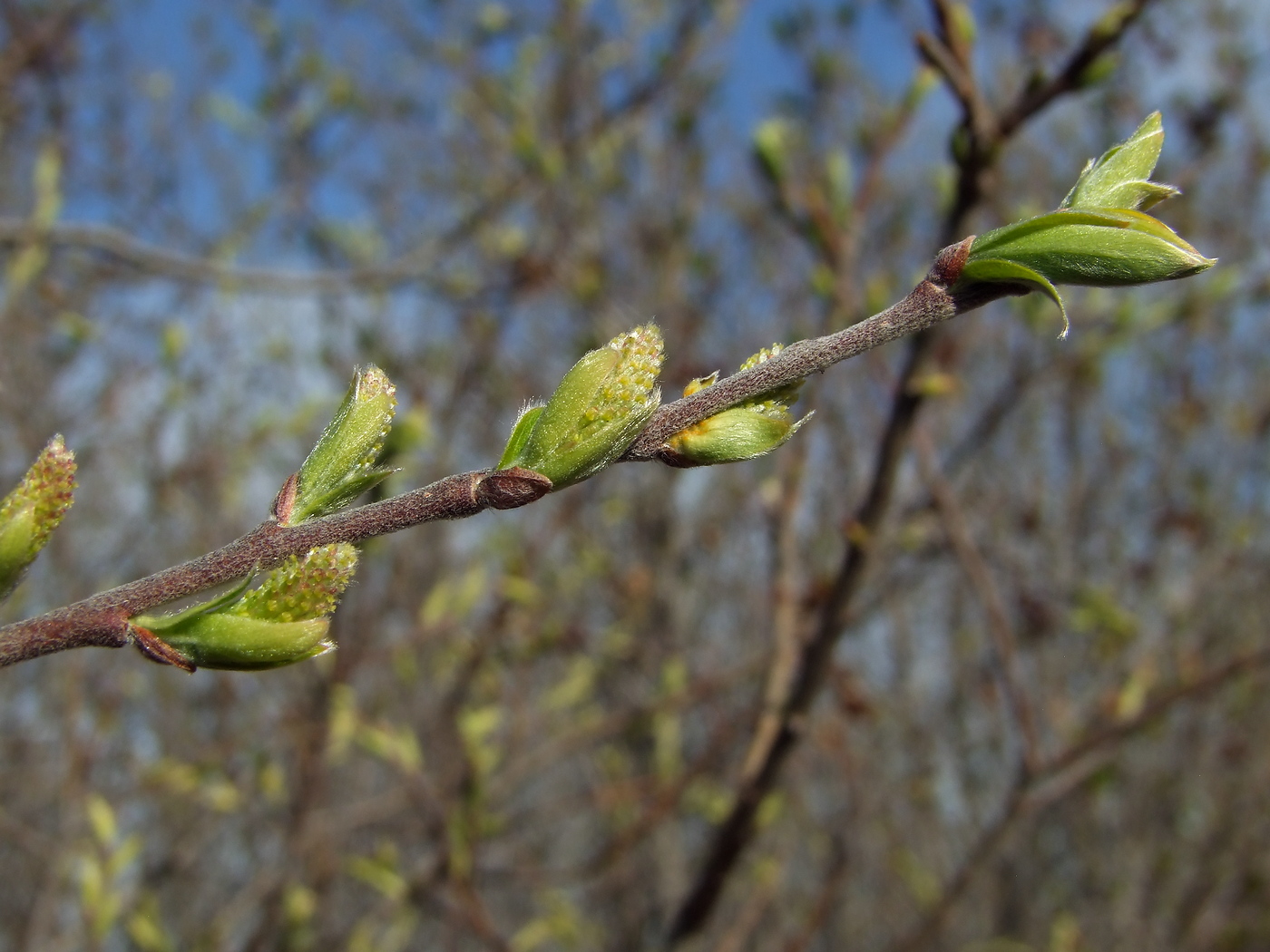 Изображение особи Salix bebbiana.