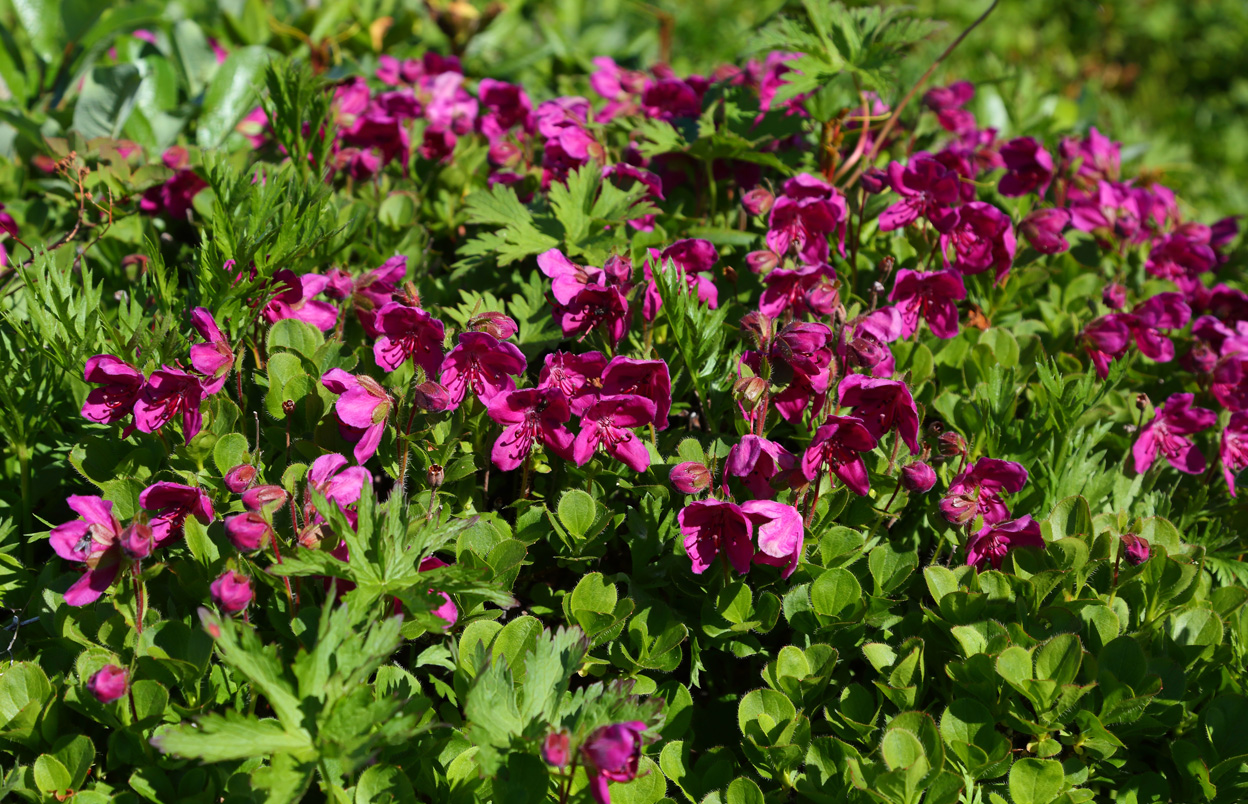 Image of Rhododendron camtschaticum specimen.