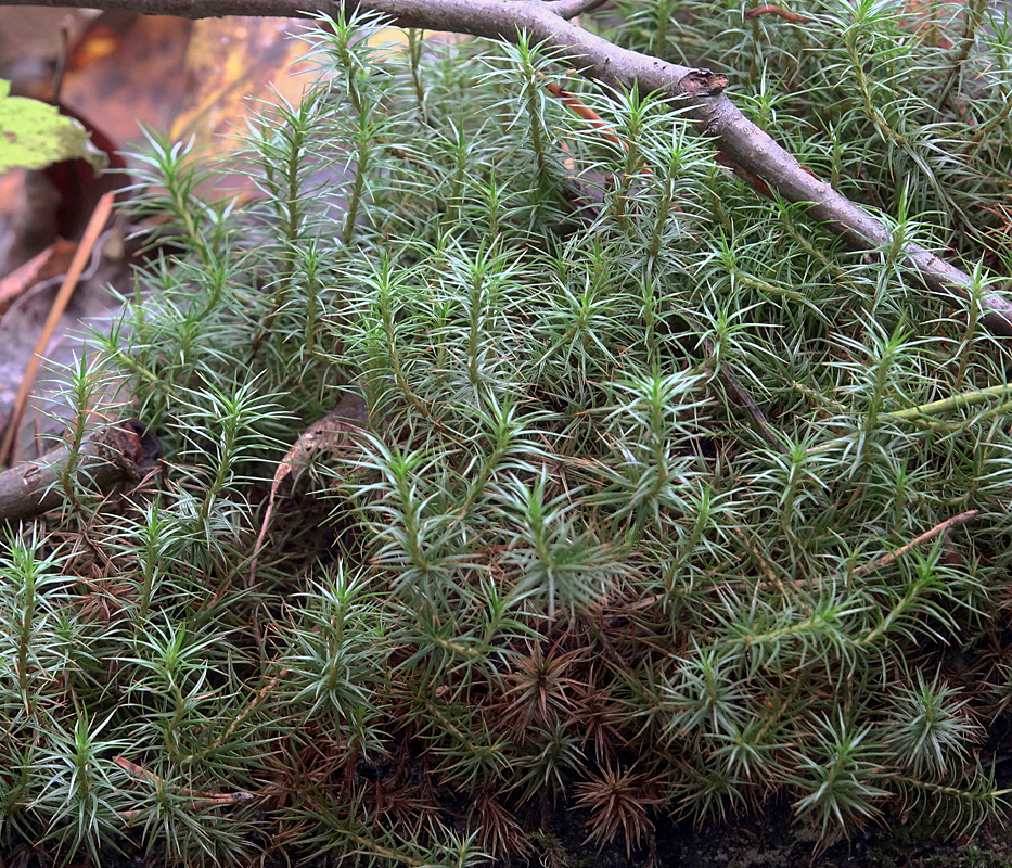 Image of Polytrichum juniperinum specimen.