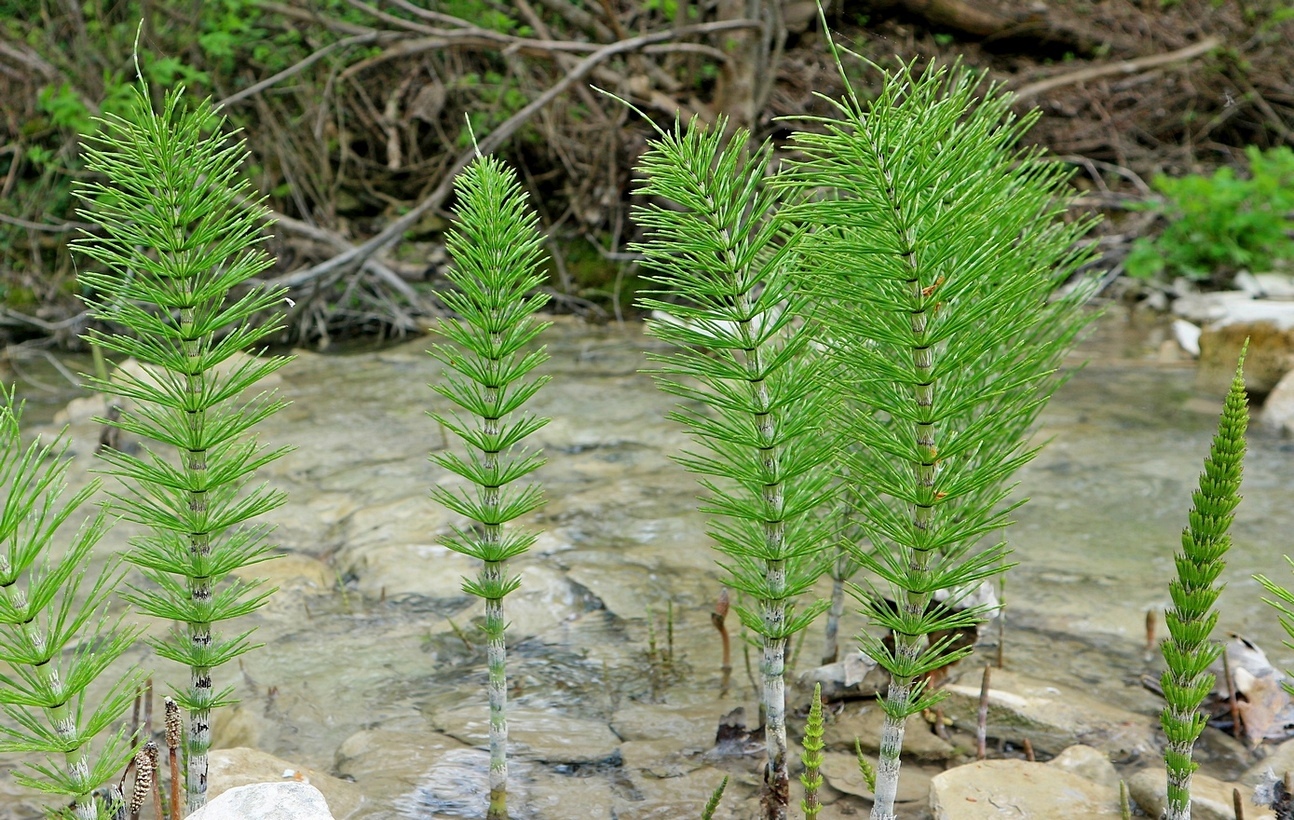 Изображение особи Equisetum telmateia.