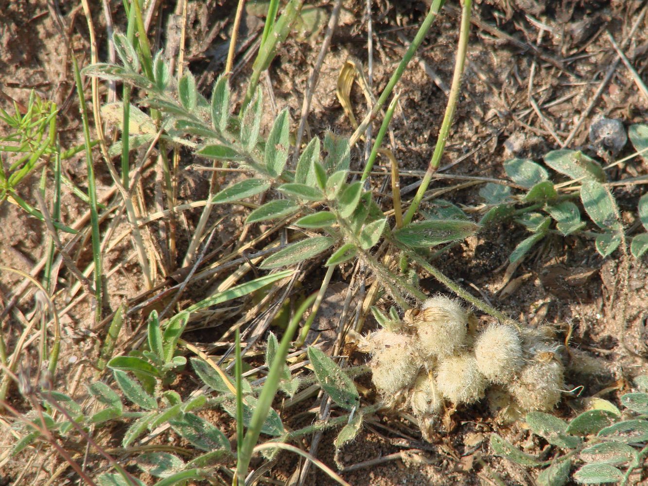 Изображение особи Astragalus testiculatus.