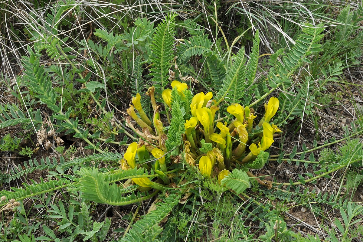 Image of Astragalus macronyx specimen.