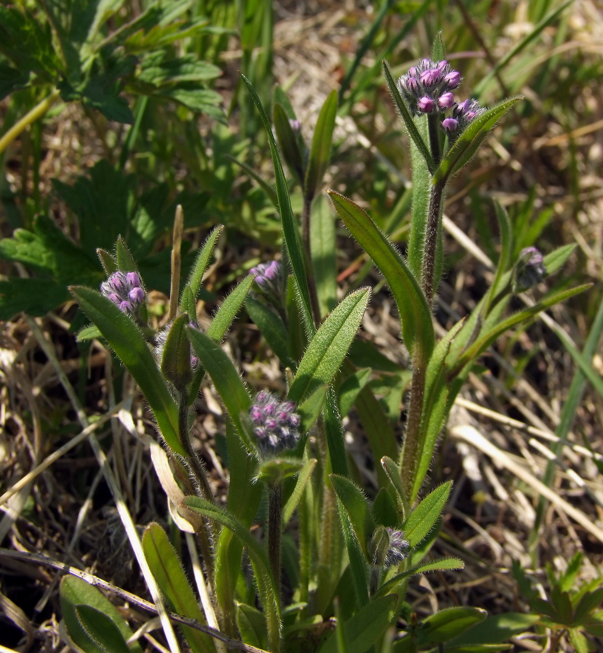 Image of Myosotis asiatica specimen.