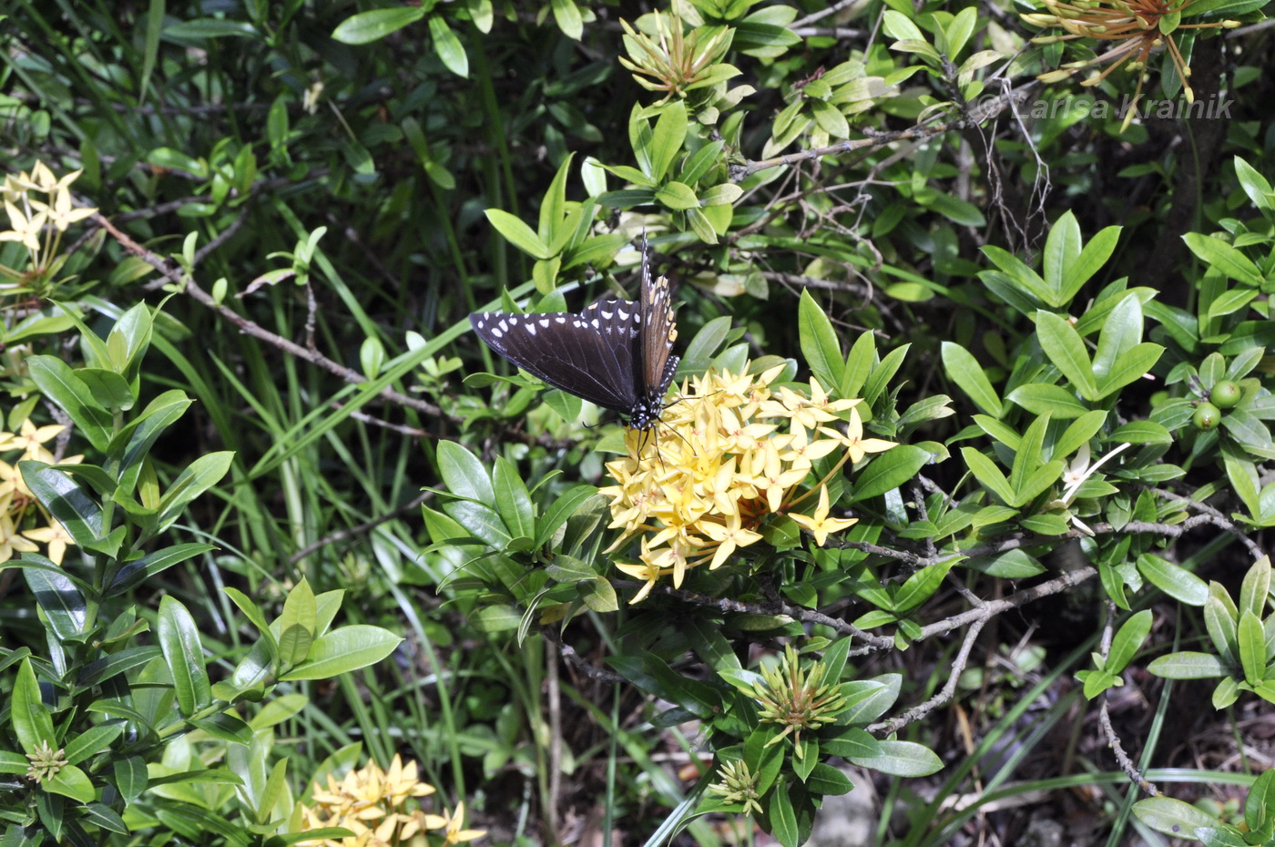 Image of Ixora coccinea specimen.