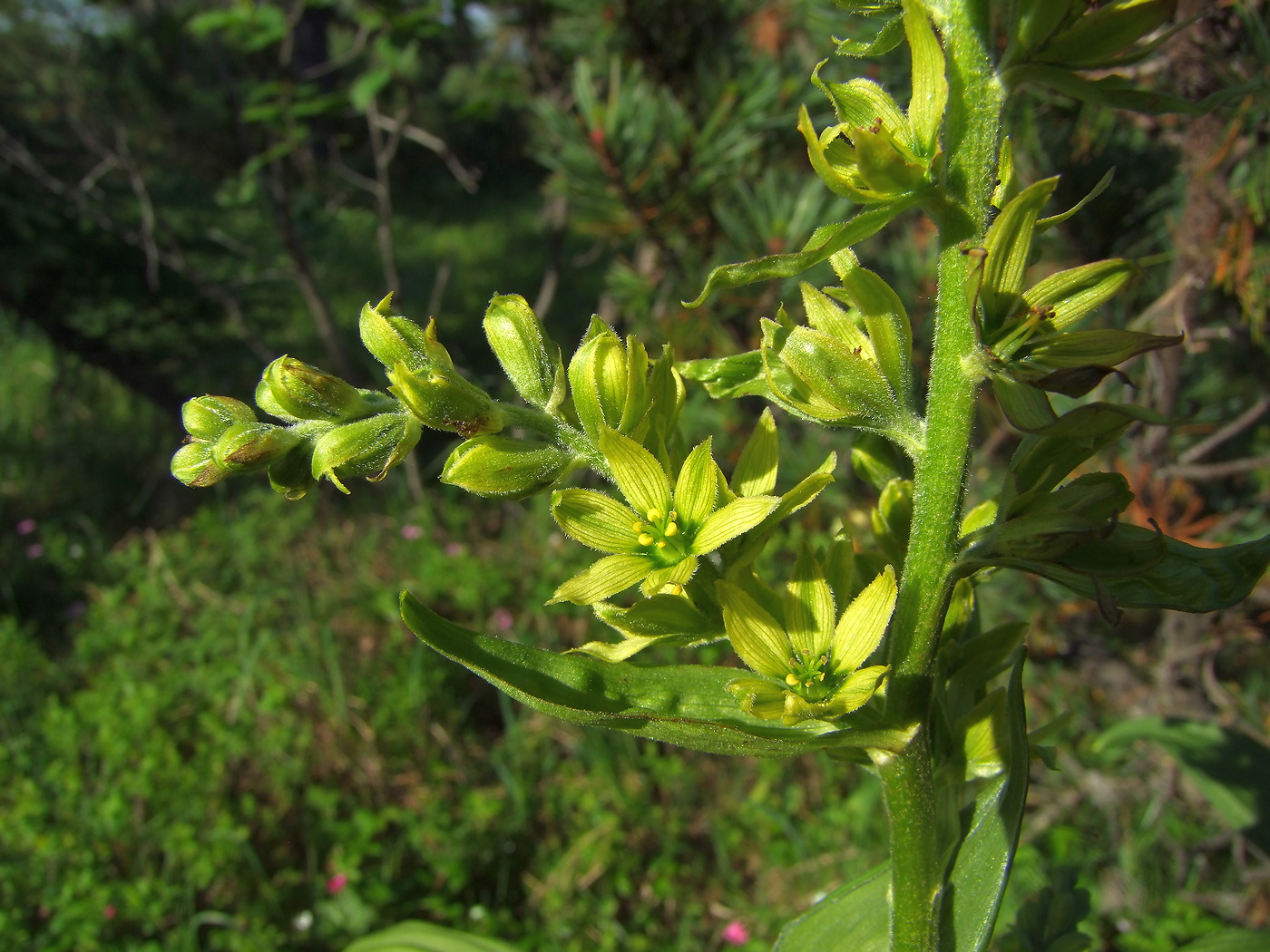 Image of Veratrum oxysepalum specimen.