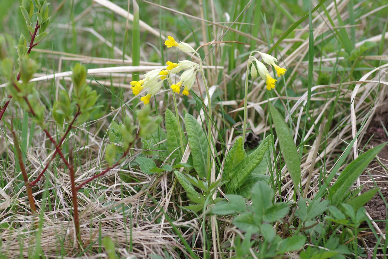 Image of Primula veris specimen.