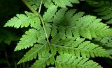 Смотреть изображение Dryopteris assimilis