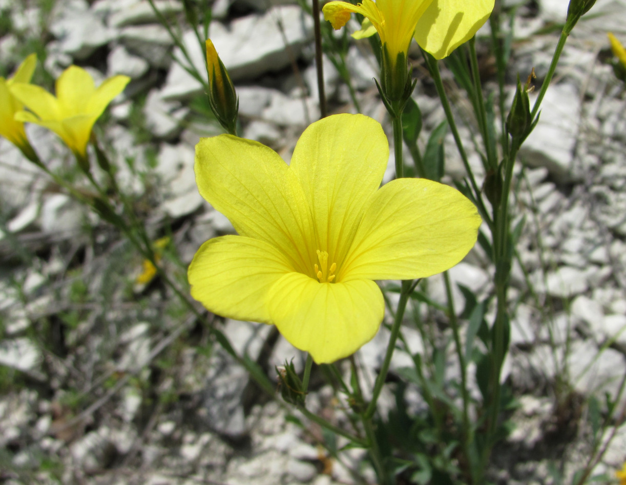 Image of Linum alexeenkoanum specimen.