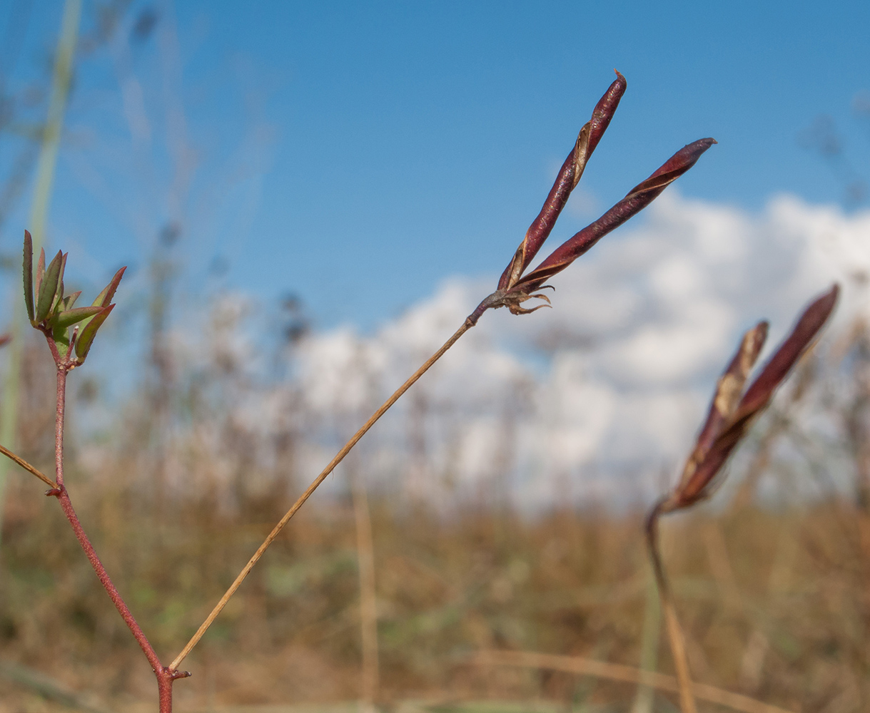 Image of genus Lotus specimen.