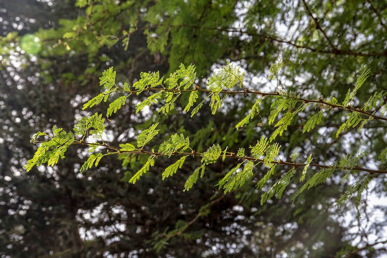 Изображение особи Vachellia xanthophloea.