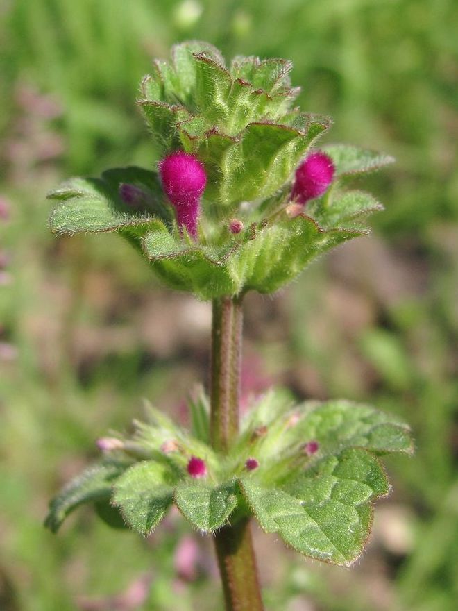 Изображение особи Lamium amplexicaule.