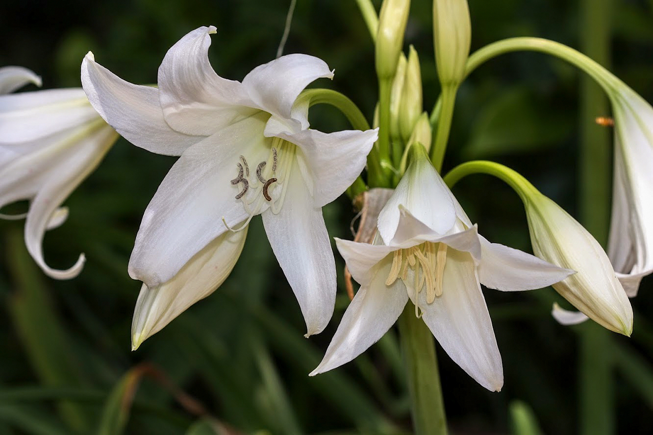 Изображение особи род Crinum.