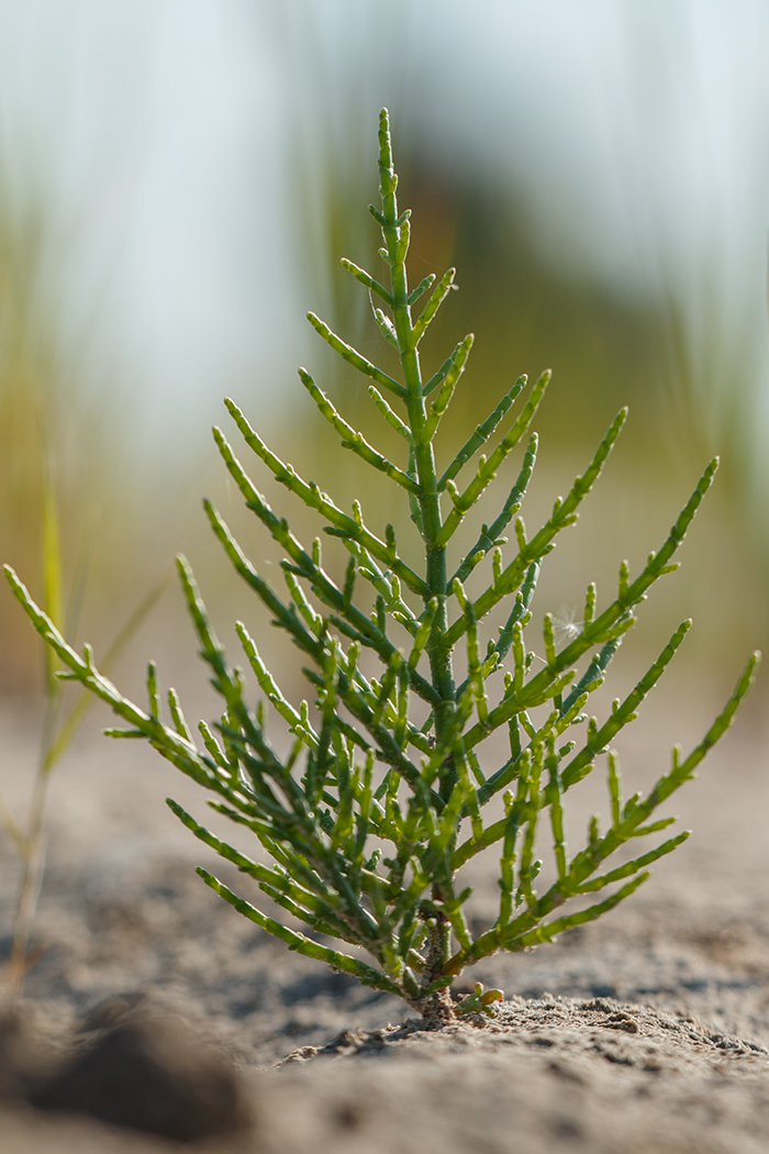 Изображение особи Salicornia perennans.