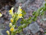 Linaria vulgaris. Верхушки соцветия и часть соплодия. Кыргызстан, Иссык-Кульский р-н, Григорьевское ущелье. 13.09.2015.