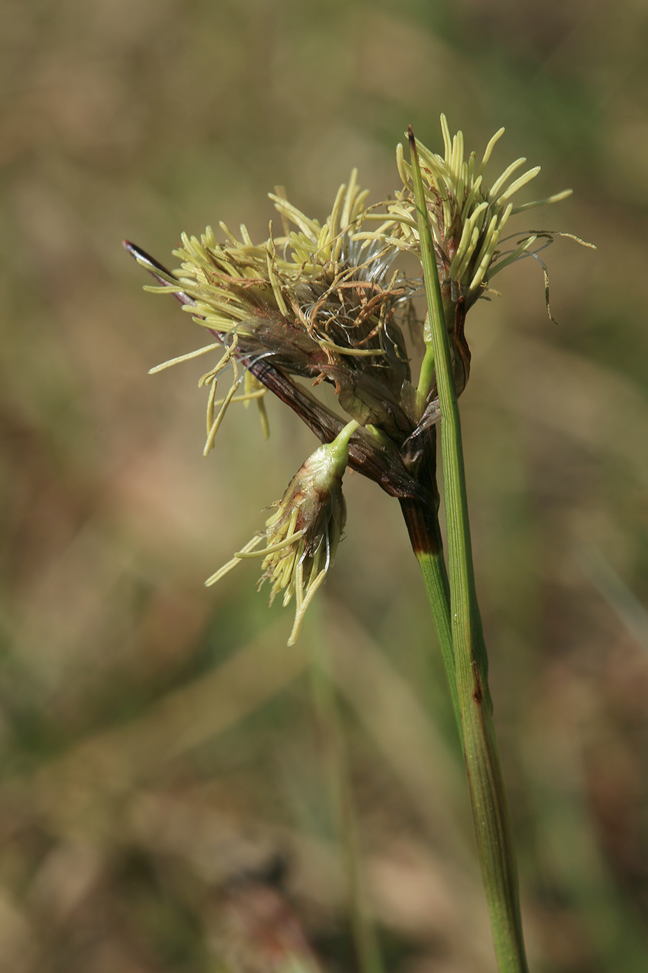 Изображение особи Eriophorum angustifolium.