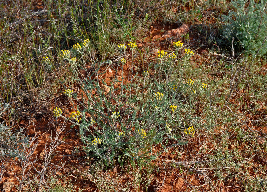 Image of Achillea leptophylla specimen.