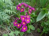 Primula &times; polyantha