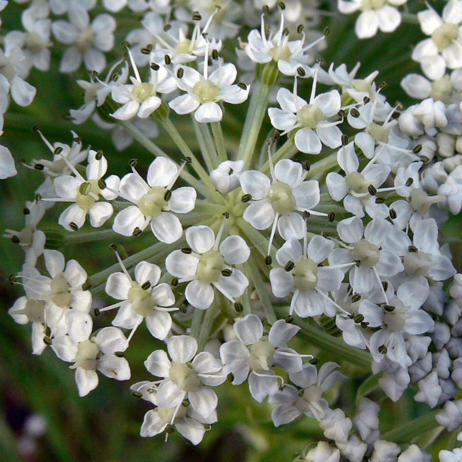 Image of Pleurospermum uralense specimen.