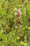 Смотреть изображение род Orobanche