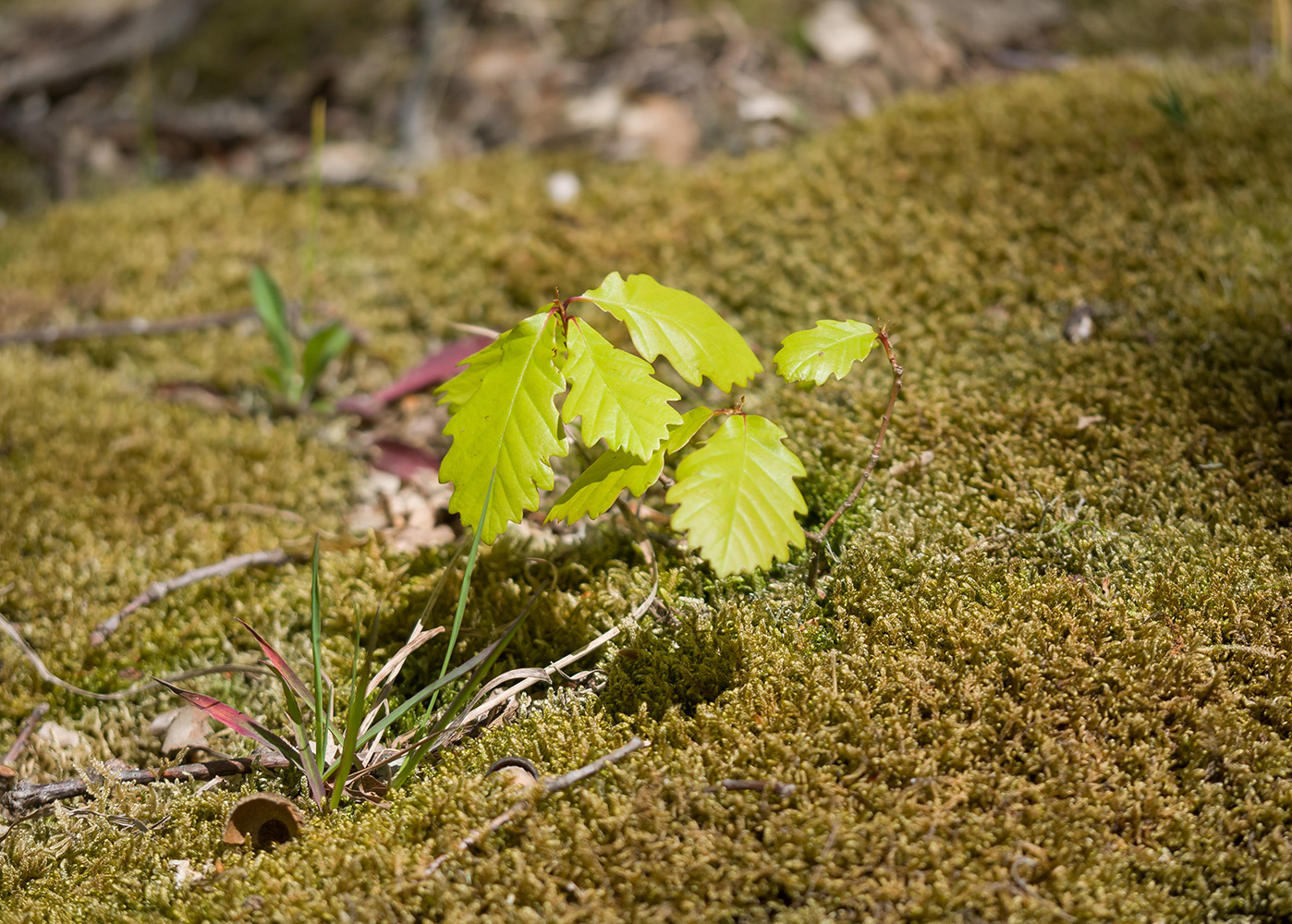 Image of genus Quercus specimen.