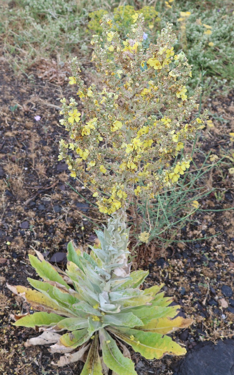 Изображение особи род Verbascum.