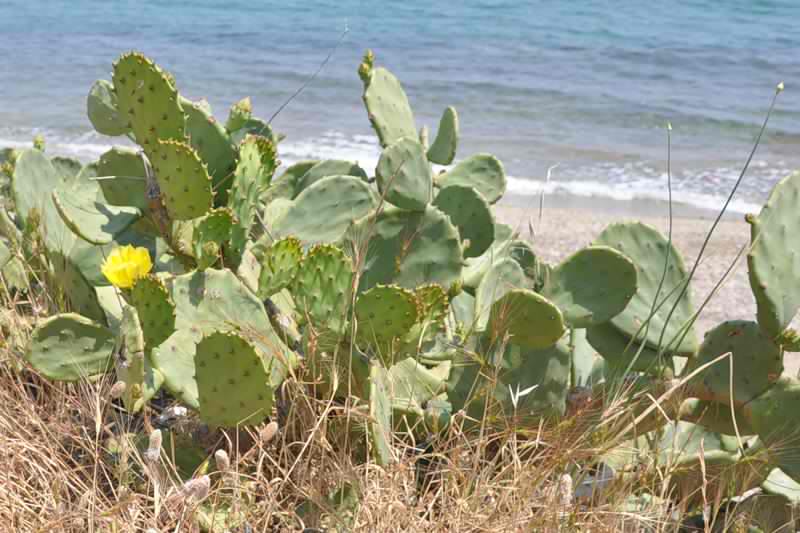 Изображение особи Opuntia stricta.