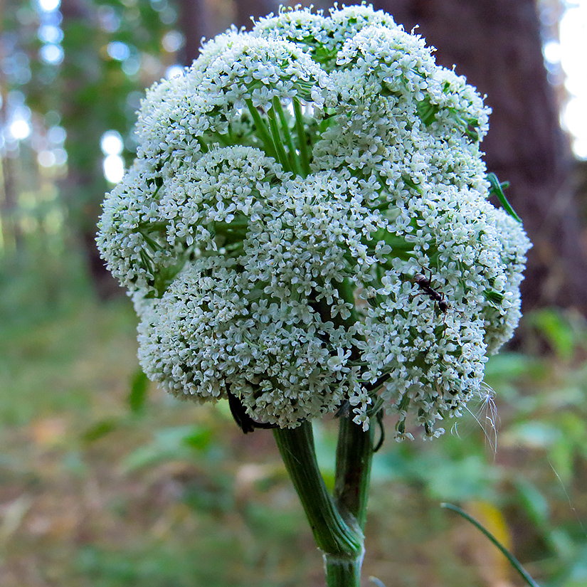 Image of Seseli annuum specimen.