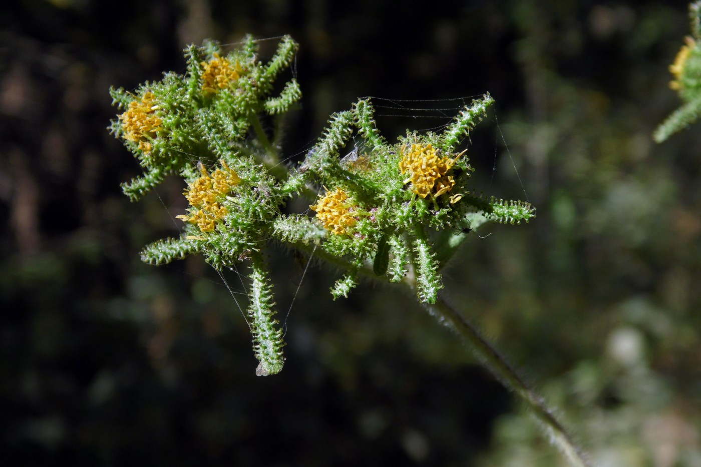 Image of Sigesbeckia orientalis specimen.