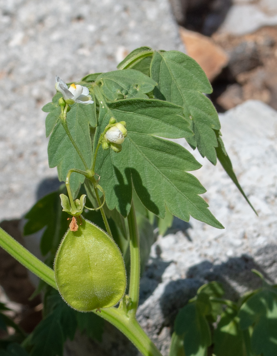 Изображение особи Cardiospermum halicacabum.