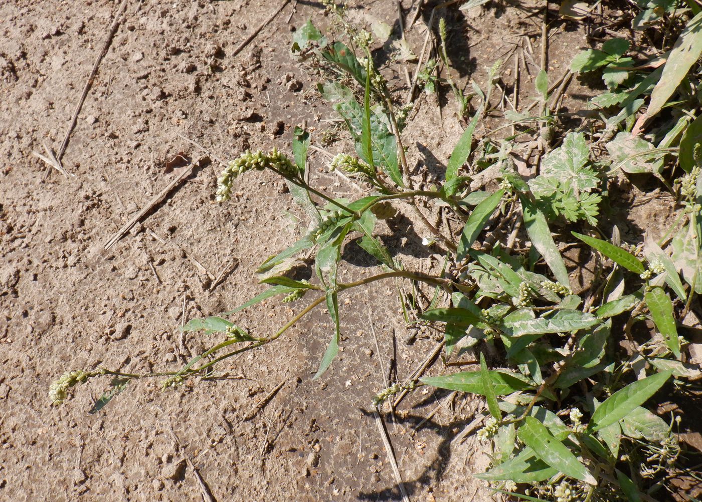 Image of Persicaria lapathifolia specimen.