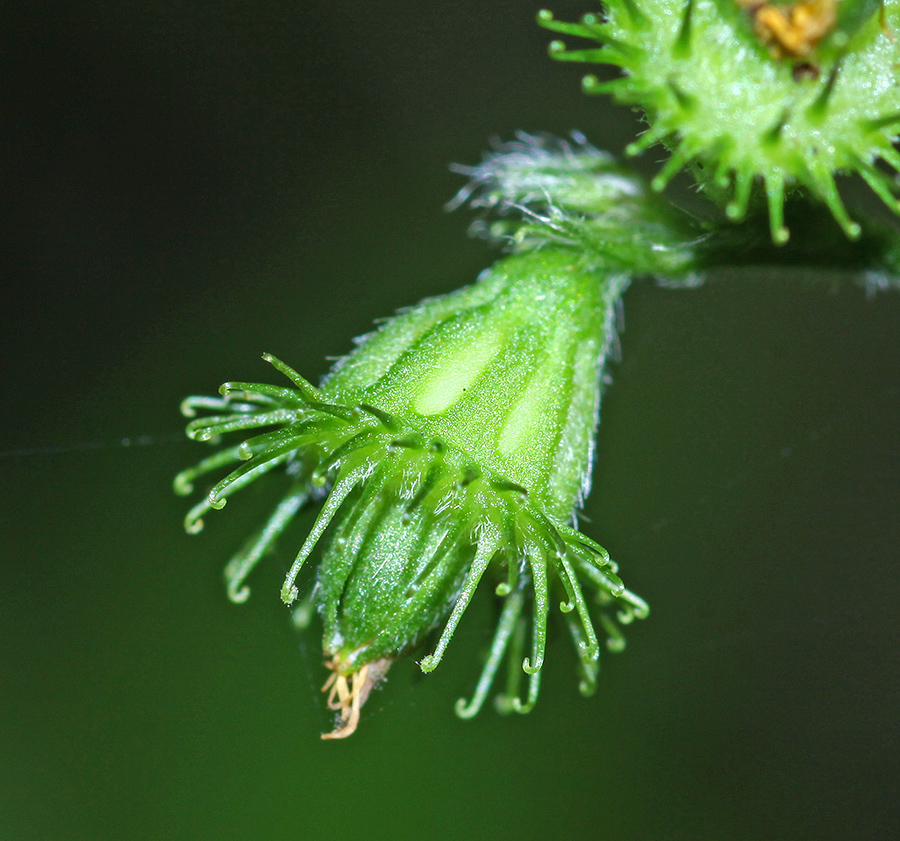 Image of Agrimonia coreana specimen.