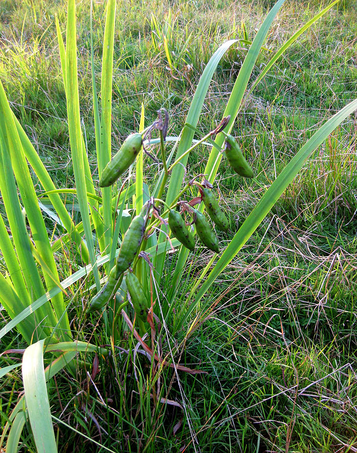 Image of Iris pseudacorus specimen.