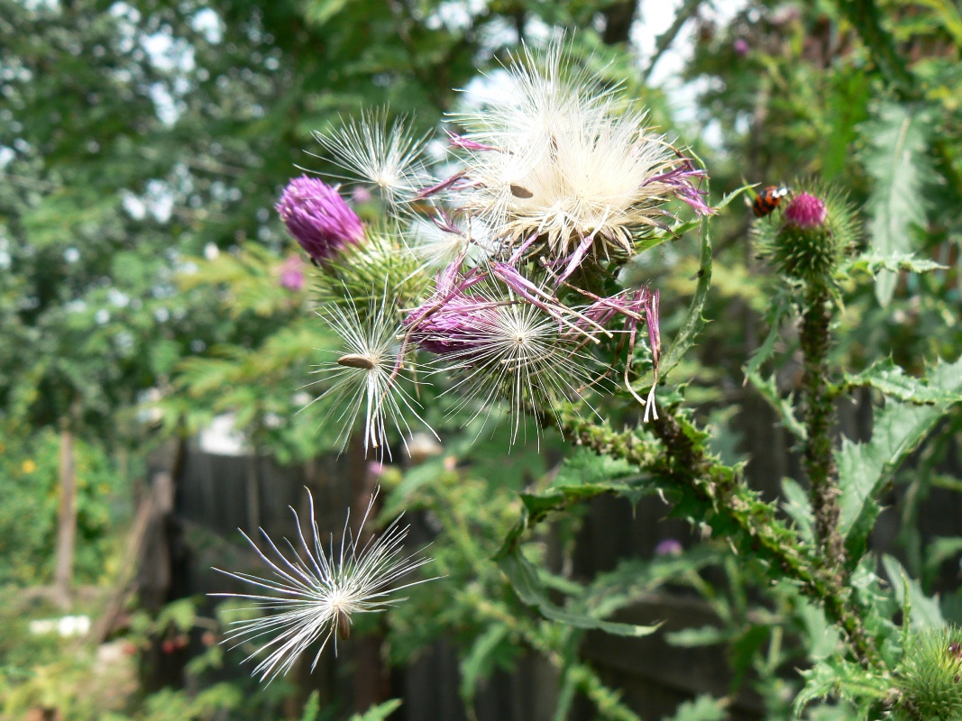 Изображение особи Carduus crispus.