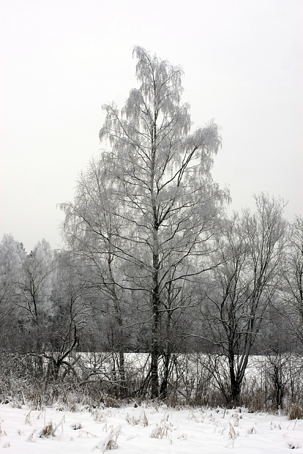 Image of Betula pendula specimen.